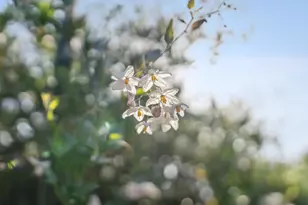 2258 Juan Pablo Ln, Santa Cruz, CA 95062 - Photo 40