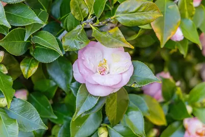 1435 47th Ave, Capitola, CA 95010 - Photo 30