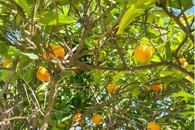 4754 Bannock Cir, San Jose, CA 95130 - Photo 34