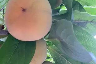 1674 S Stelling Rd, Cupertino, CA 95014 - Photo 72