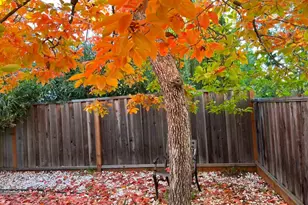 1674 S Stelling Rd, Cupertino, CA 95014 - Photo 74