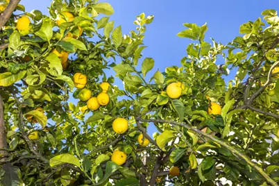 24 Tomaso Ct, San Francisco, CA 94134 - Photo 42