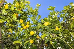 24 Tomaso Ct, San Francisco, CA 94134 - Photo 42