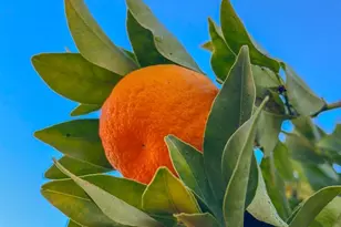 642 Fourteenth Ave, Menlo Park, CA 94025 - Photo 24