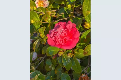 642 14th Ave, Menlo Park, CA 94025 - Photo 30