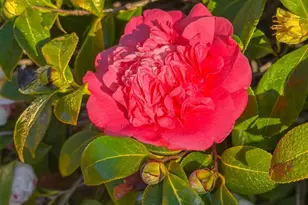 642 Fourteenth Ave, Menlo Park, CA 94025 - Photo 30