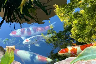 1516 Ivan Pl, San Jose, CA 95120 - Photo 50