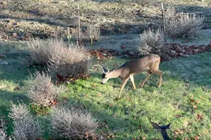 1232 Copper Peak Ln, San Jose, CA 95120 - Photo 48