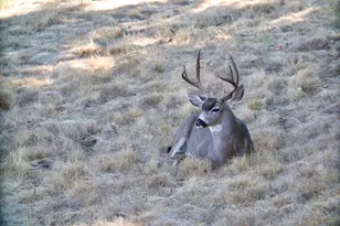 1232 Copper Peak Ln, San Jose, CA 95120 - Photo 50