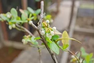 2025 Yorkshire Way, Mountain View, CA 94040 - Photo 44