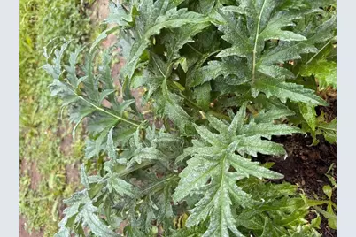 1544 Saguaro Dr, Salinas, CA 93905 - Photo 38