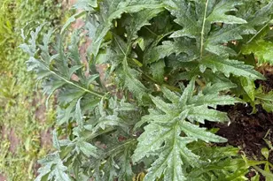 1544 Saguaro Dr, Salinas, CA 93905 - Photo 38