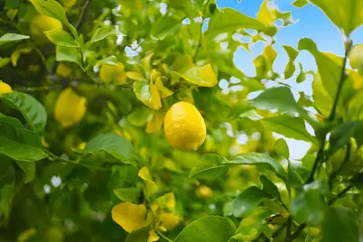 847 San Luppe Dr, Mountain View, CA 94043 - Photo 28