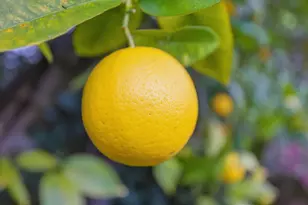 2024 Eaton Ave, San Carlos, CA 94070 - Photo 32