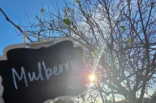 14200 Sycamore Ave, San Martin, CA 95046 - Photo 48