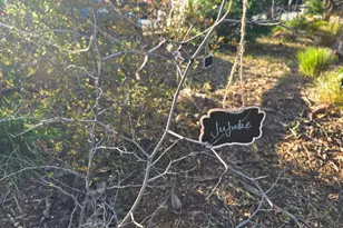 14200 Sycamore Ave, San Martin, CA 95046 - Photo 40