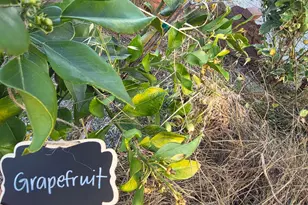 14200 Sycamore Ave, San Martin, CA 95046 - Photo 46