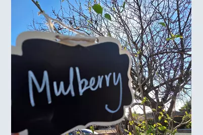 14200 Sycamore Ave, San Martin, CA 95046 - Photo 44