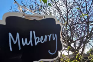 14200 Sycamore Ave, San Martin, CA 95046 - Photo 44