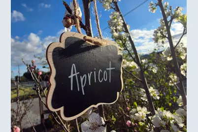 14200 Sycamore Ave, San Martin, CA 95046 - Photo 42