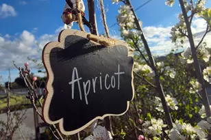 14200 Sycamore Ave, San Martin, CA 95046 - Photo 42