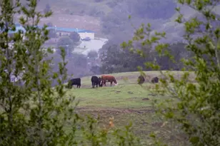 435 Tabor Dr, Scotts Valley, CA 95066 - Photo 8