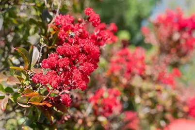 15212 Janor Ct, Monte Sereno, CA 95030 - Photo 58