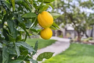 90 Reservoir Rd, Los Gatos, CA 95030 - Photo 106