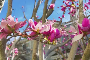 509 Porpoise Bay Ter C, Sunnyvale, CA 94089 - Photo 14