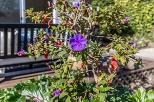 4845 Los Arboles Pl, Fremont, CA 94536 - Photo 38