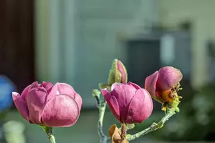 5254 Country Forge Ln, San Jose, CA 95136 - Photo 4