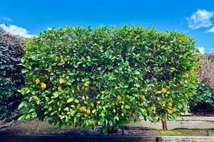 225 Mount Hermon Rd 217, Scotts Valley, CA 95066 - Photo 20