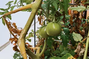 5874 Caleb Ct, Newark, CA 94560 - Photo 44