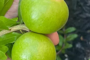 5874 Caleb Ct, Newark, CA 94560 - Photo 50