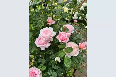 209 Norwich Dr, South San Francisco, CA 94080 - Photo 64