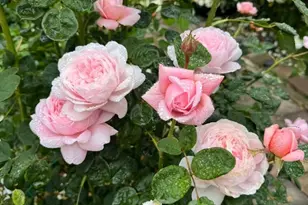 209 Norwich Dr, South San Francisco, CA 94080 - Photo 64