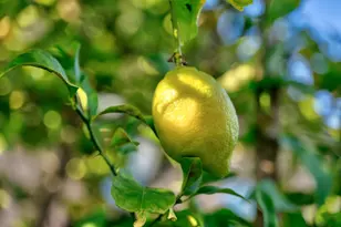 921 Arlington Rd, Redwood City, CA 94062 - Photo 76