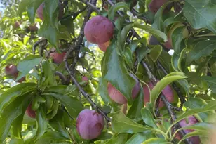 6270 Tweedholm Ct, San Jose, CA 95120 - Photo 34