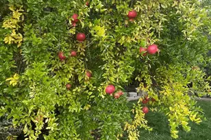 6270 Tweedholm Ct, San Jose, CA 95120 - Photo 42