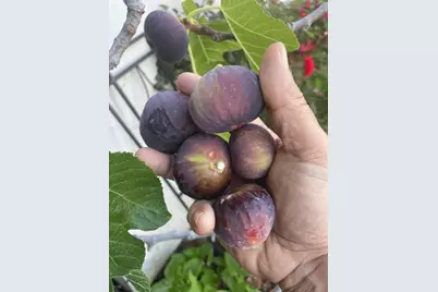 6270 Tweedholm Ct, San Jose, CA 95120 - Photo 36