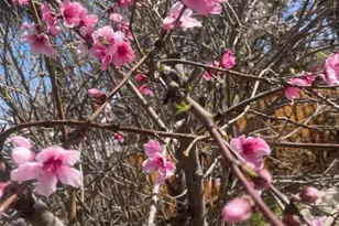 6270 Tweedholm Ct, San Jose, CA 95120 - Photo 38