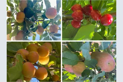 2644 Maplewood Ln, Santa Clara, CA 95051 - Photo 48