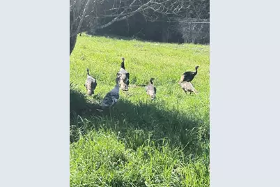 50 Escondido Pl, La Honda, CA 94020 - Photo 40