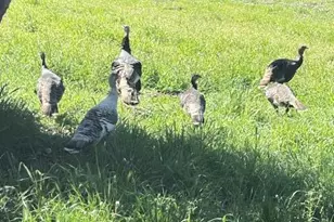 50 Escondido Pl, La Honda, CA 94020 - Photo 40