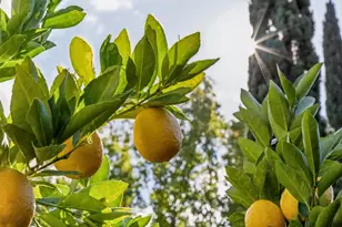 17930 Vineland Ave, Monte Sereno, CA 95030 - Photo 86