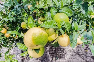 10 Rex Cir, Salinas, CA 93906 - Photo 42