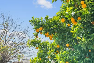 4117 Gion Ave, San Jose, CA 95127 - Photo 36