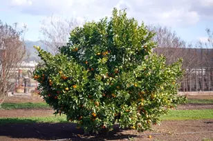 730 Lepa Ct, Gilroy, CA 95020 - Photo 48