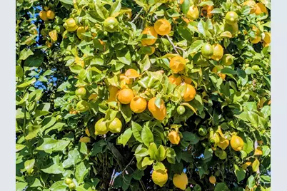 34839 Clover St, Union City, CA 94587 - Photo 42