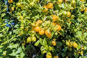 34839 Clover St, Union City, CA 94587 - Photo 42